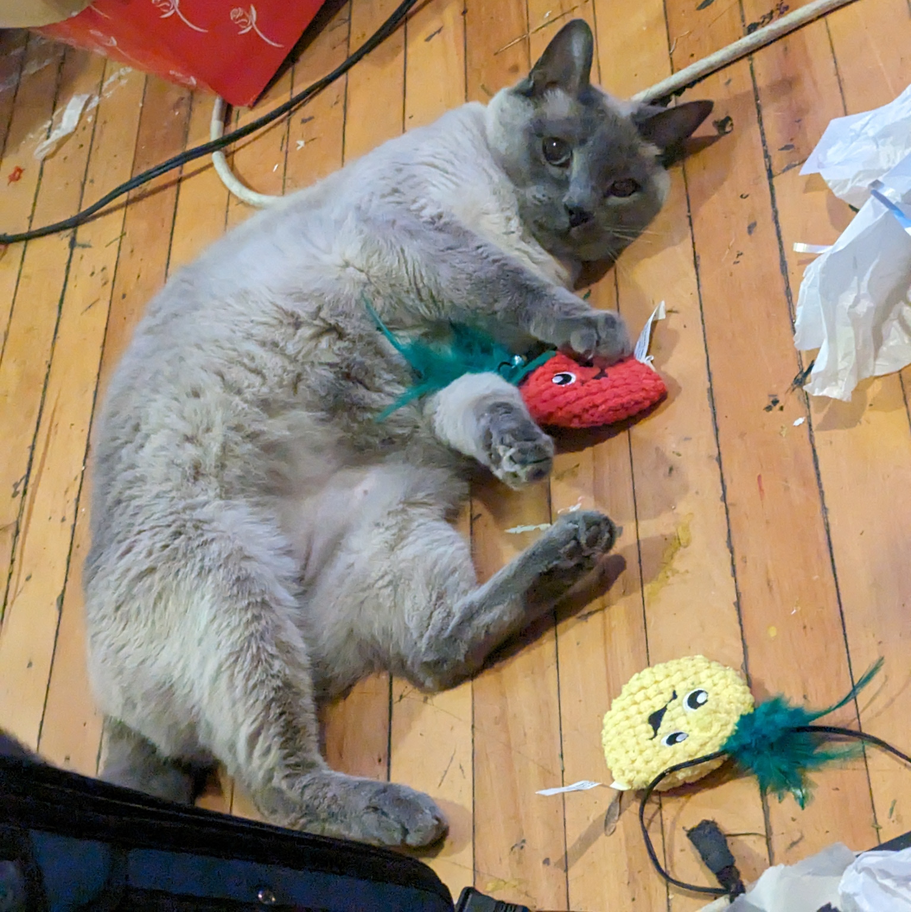 Grey cat with toys